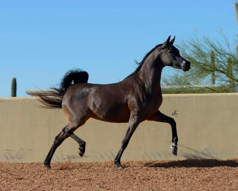 Arabian Horse status symbol