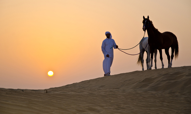 Arabian Horse