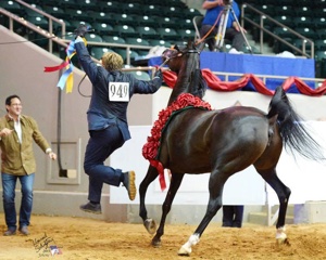 Aria Arabians National Championship Horse