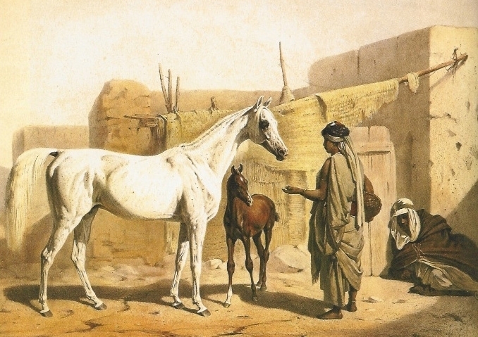 Arabian Horse status