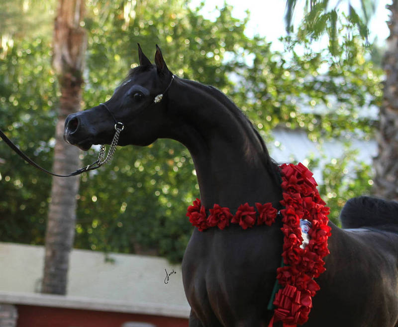 Arabian horse pet
